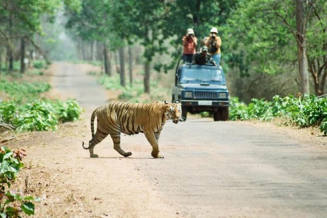 Wildlife Safari